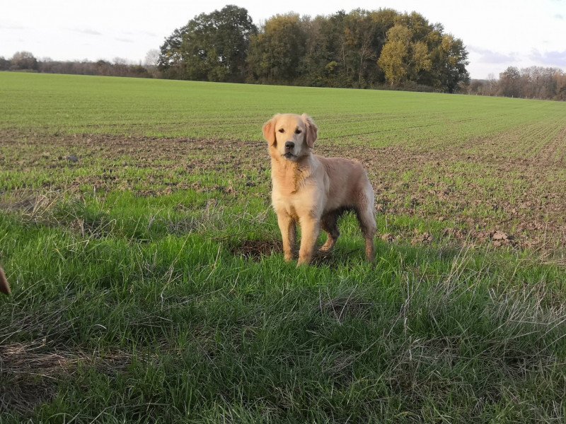 Ratafia Femelle Golden retriever